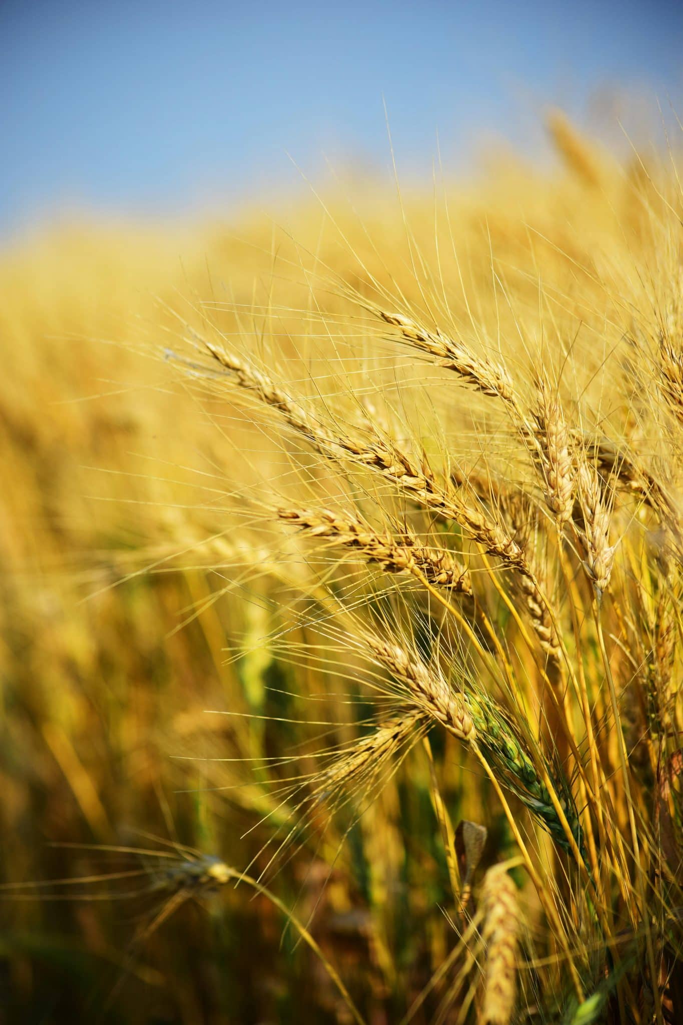 Vibrant wheat stalks in a sunlit rural field capture the essence of summer agriculture.